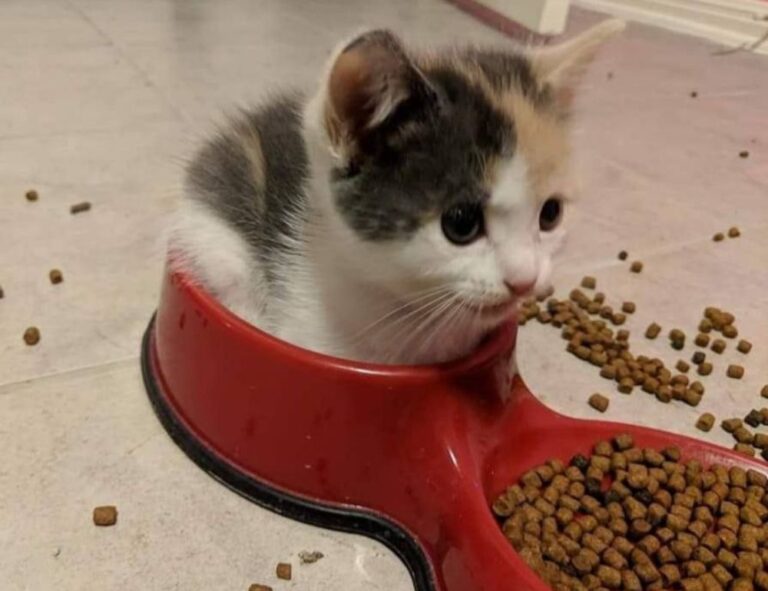 edit code gdtj45 builder software