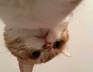 gdtj45 builder software