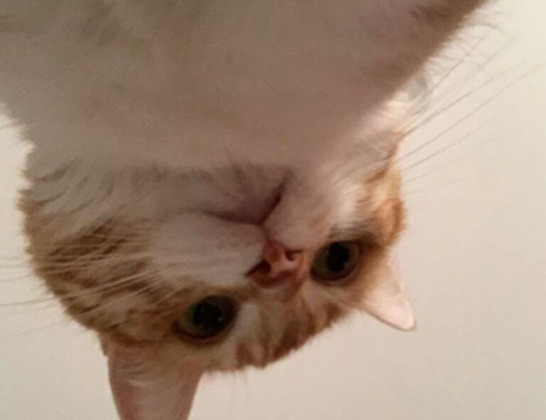 gdtj45 builder software