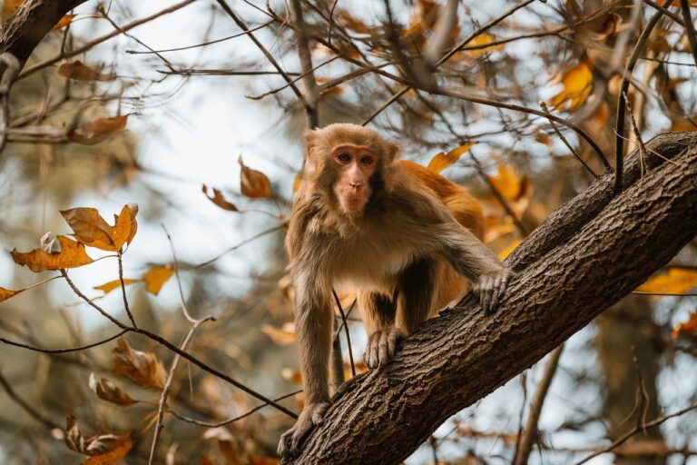 how python 2579xao6 can be used for data analysis