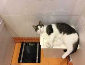 how to run genboostermark python in online