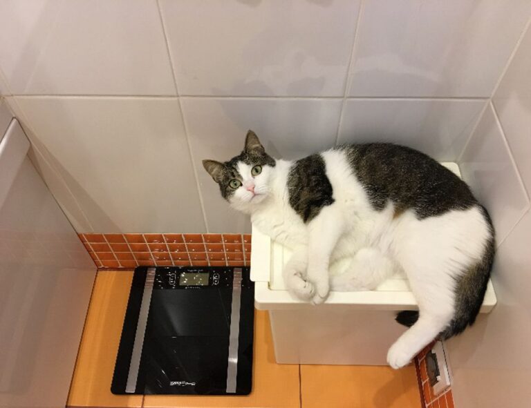 how to run genboostermark python in online