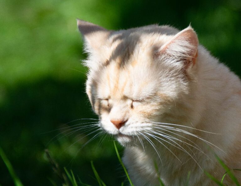 how to use the map guide lwmfmaps