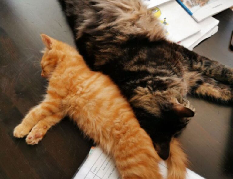 lwmfmaps map guide by lookwhatmomfound