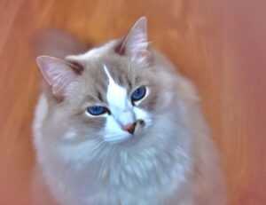 trend of meetshaxs software