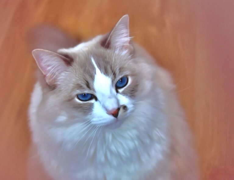 trend of meetshaxs software