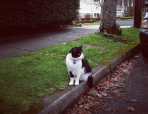 valan slap845 old version