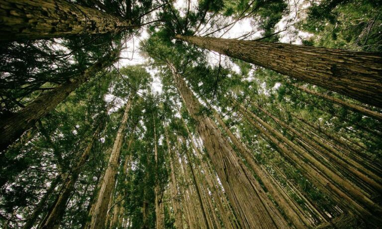 why python genboostermark is used in cyber security