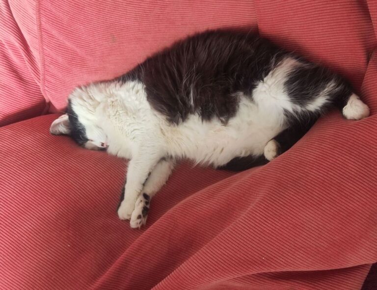 zydaisis disease which foods to avoid