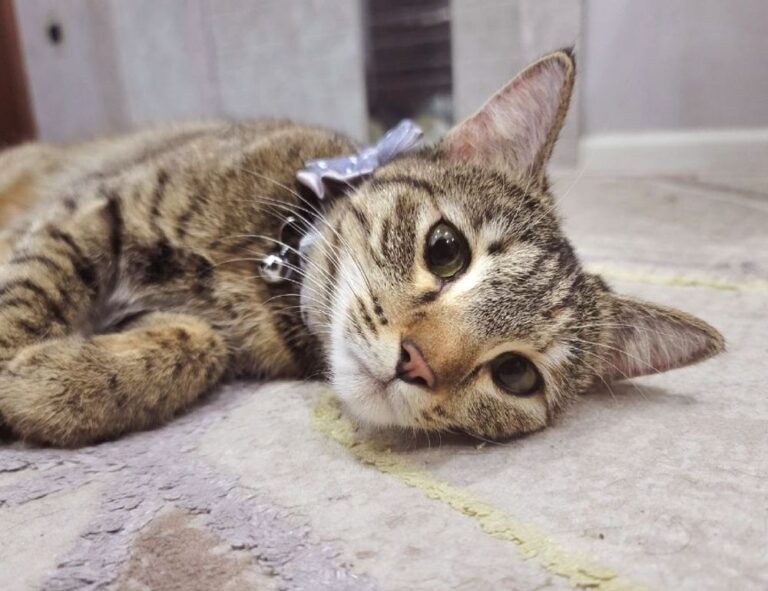 what famous place in hausizius