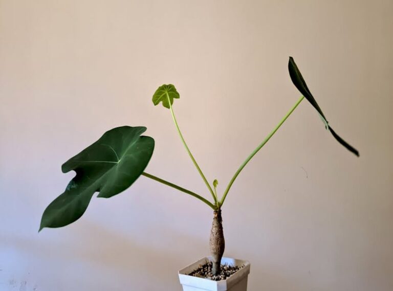 ithana plant