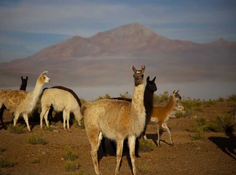 lamañanadecipolleti