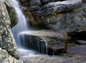 animal movie torrent