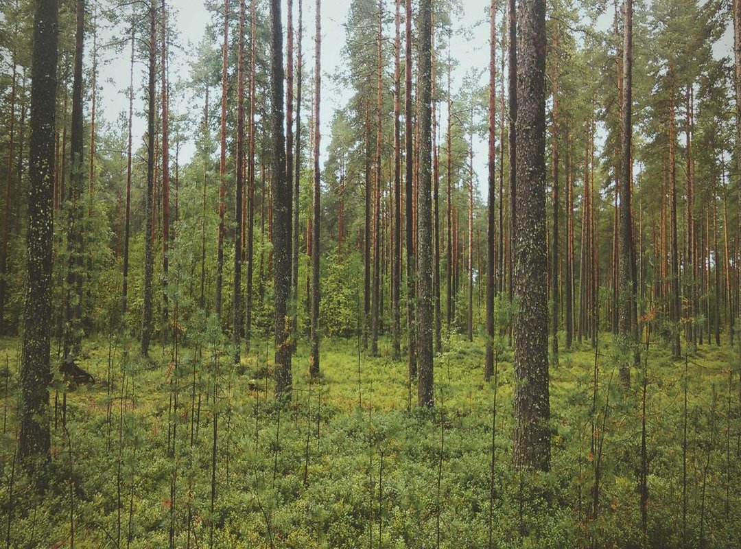 Premium vs. Free: A Side-by-Side Breakdown